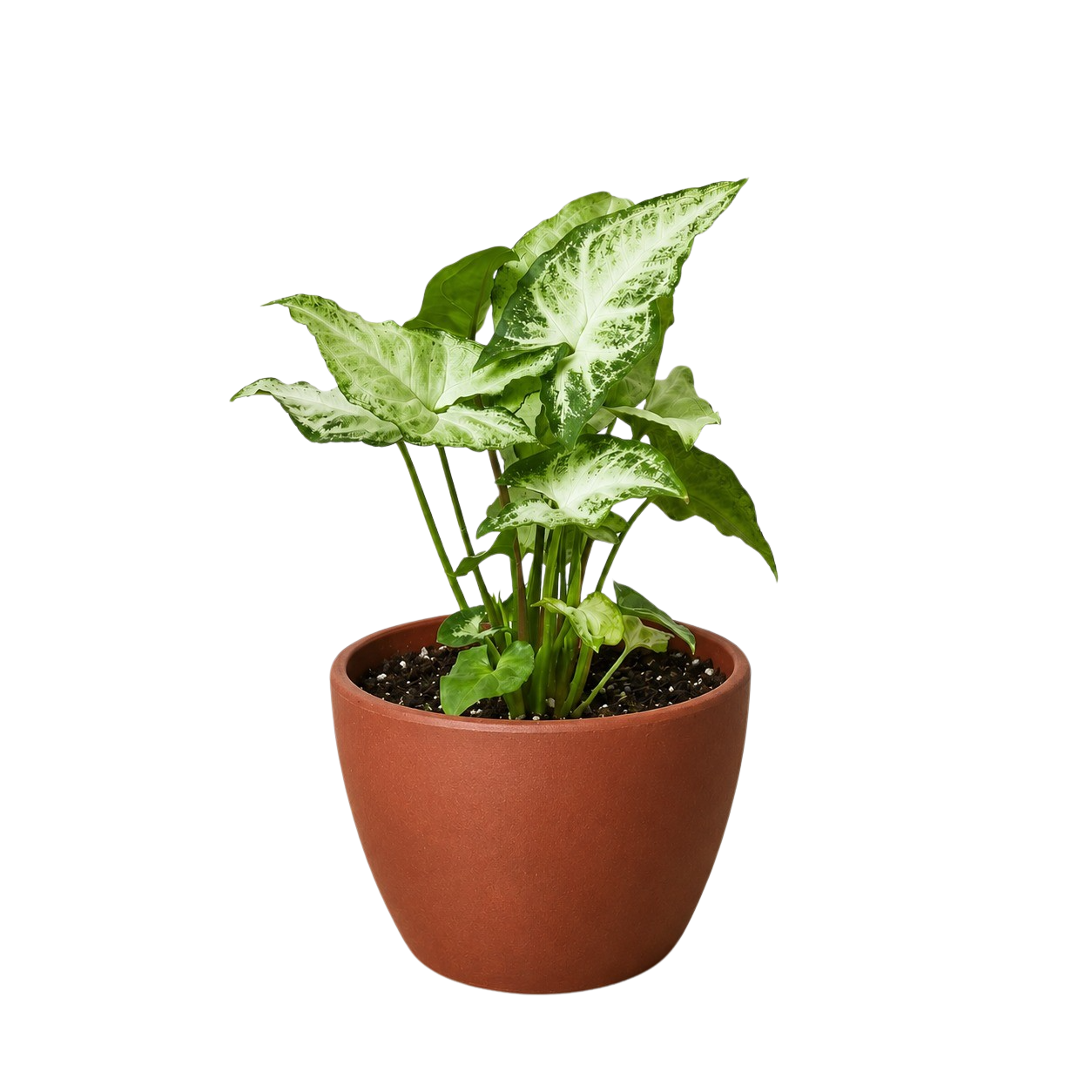 Syngonium White Butterfly indoor plant with white-green variegated leaves in a terracotta pot on Tampa Home & Garden Store