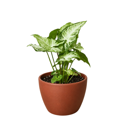 Syngonium White Butterfly indoor plant with white-green variegated leaves in a terracotta pot on Tampa Home & Garden Store