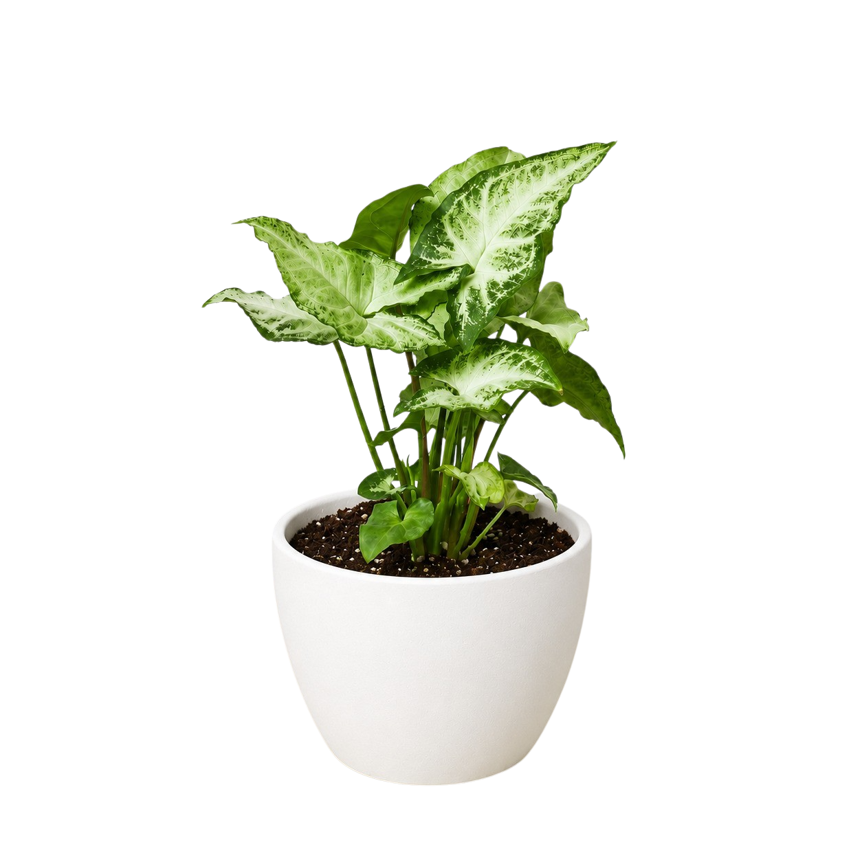 Syngonium White Butterfly indoor plant with variegated green and ivory leaves in a white pot on Tampa Home & Garden Store