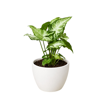 Syngonium White Butterfly indoor plant with variegated green and ivory leaves in a white pot on Tampa Home & Garden Store