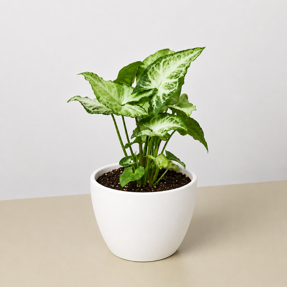 Syngonium White Butterfly plant with green leaves in white pot, House Plant Shop on Tampa Home & Garden Store
