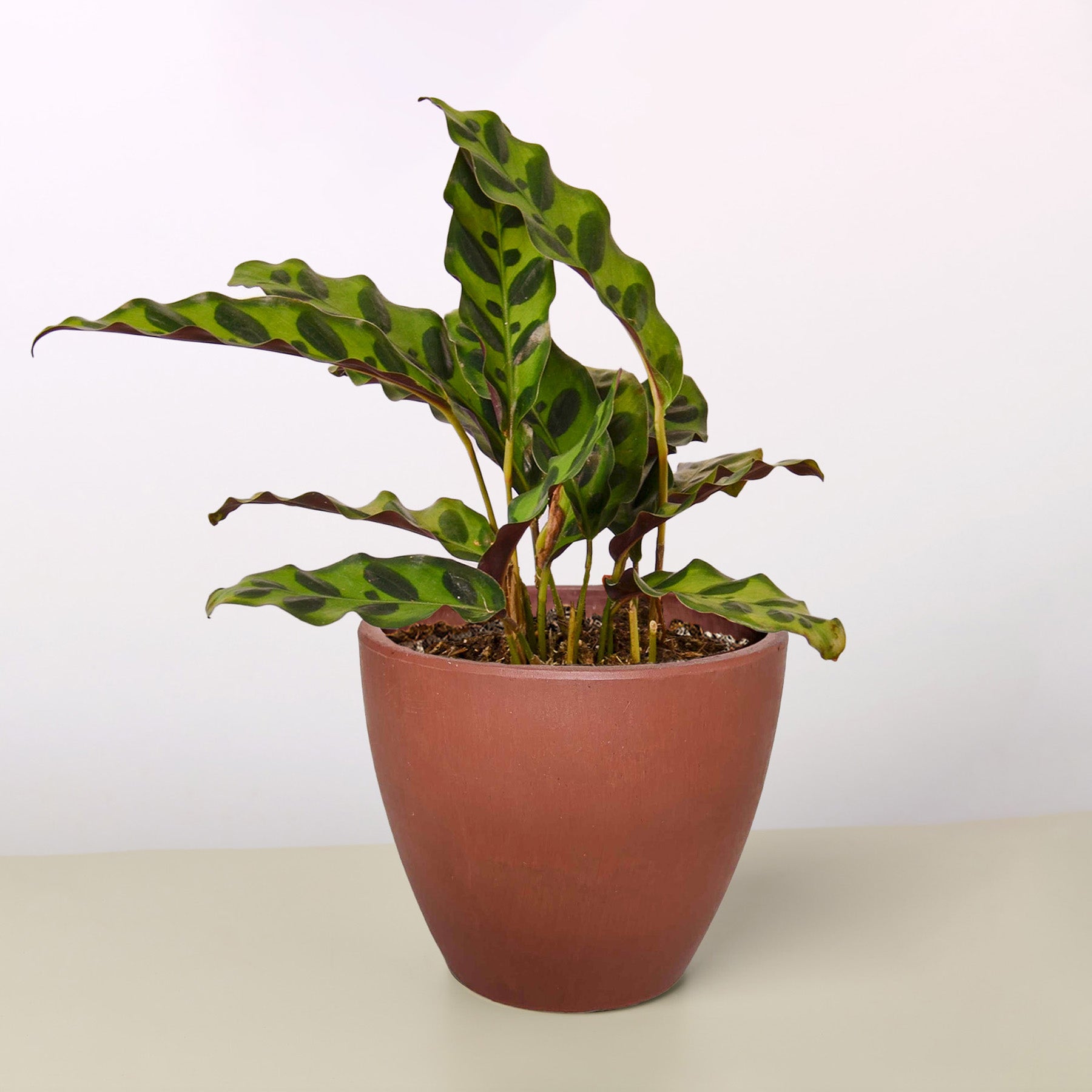 Calathea Lancifolia Rattlesnake indoor plant with green wavy leaves in a terracotta pot on Tampa Home & Garden Store