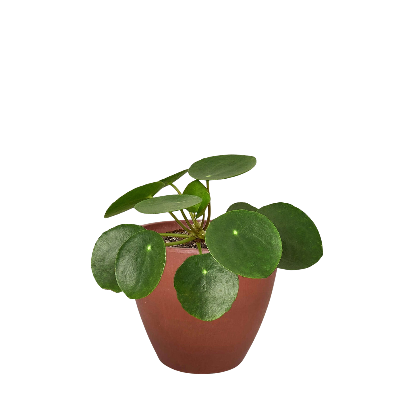 Pilea Peperomioides Chinese Money Plant in a terracotta pot with round glossy green leaves on Tampa Home & Garden Store
