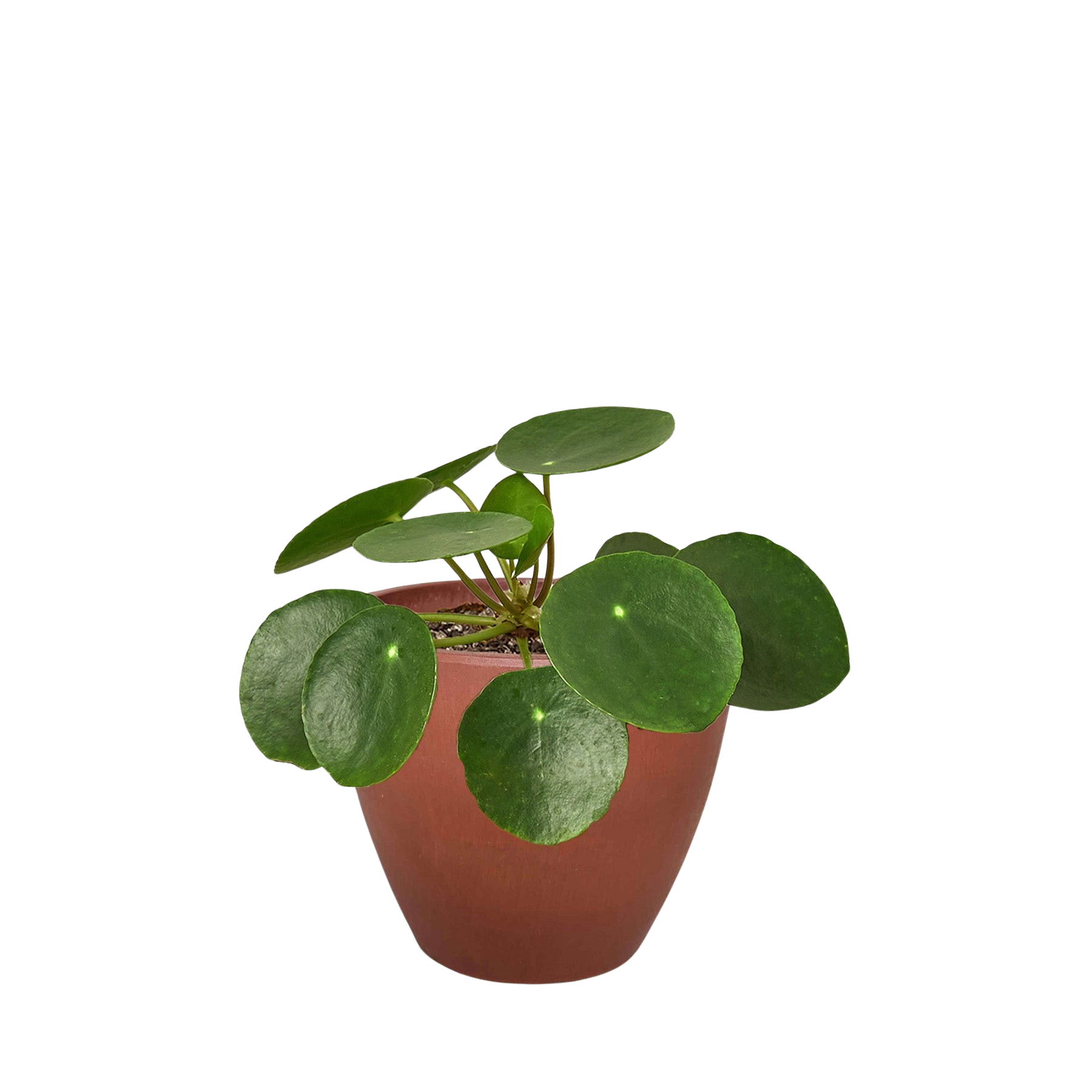 Pilea Peperomioides Chinese Money Plant in a terracotta pot with round glossy green leaves on Tampa Home & Garden Store