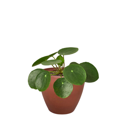 Pilea Peperomioides Chinese Money Plant in a terracotta pot with round glossy green leaves on Tampa Home & Garden Store