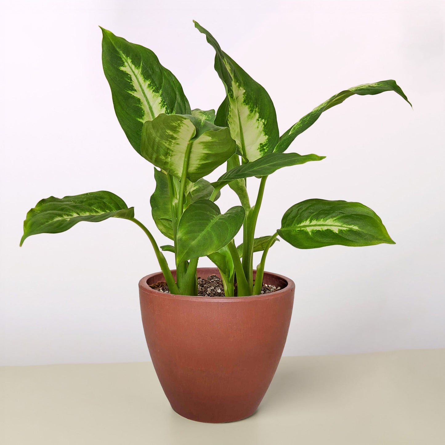 Dieffenbachia Camille indoor plant with variegated green cream leaves in a terracotta pot on Tampa Home & Garden Store