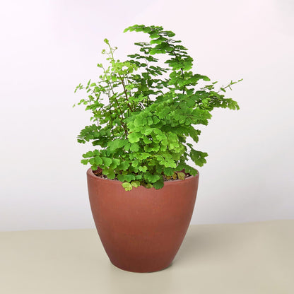 Maidenhair Fern indoor plant Rooted Treasures Farms in a terracotta pot with green fronds on Tampa Home & Garden Store