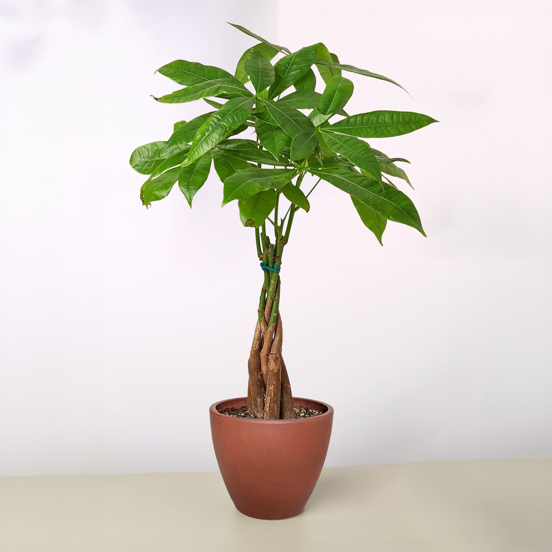 Money Tree Pachira braid indoor plant with braided trunks and green leaves in a terracotta pot on Tampa Home & Garden Store
