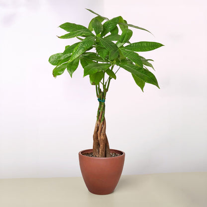 Money Tree Pachira braid indoor plant with braided trunks and green leaves in a terracotta pot on Tampa Home & Garden Store