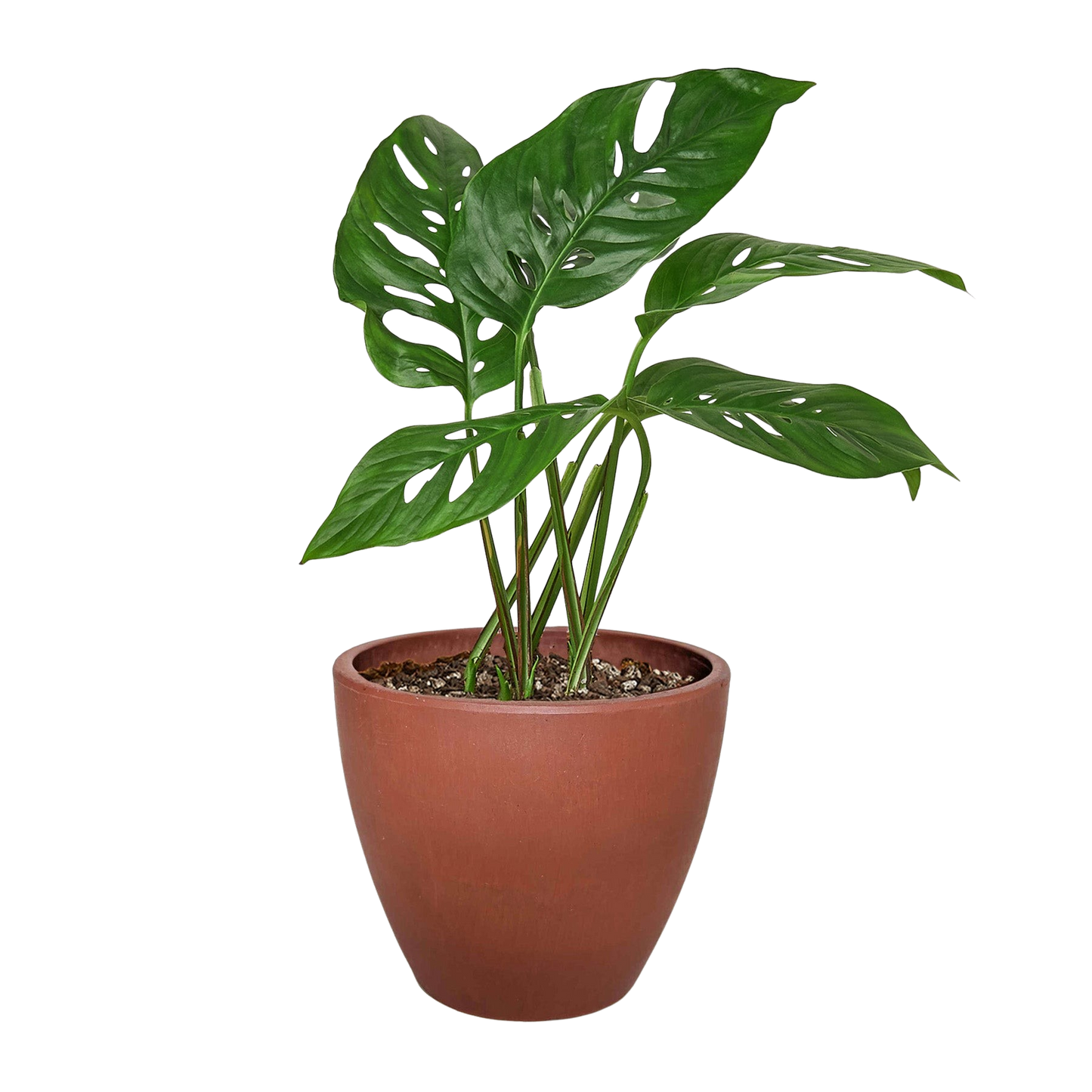 Monstera Adansonii Swiss Cheese plant in 6-inch nursery pot with green perforated leaves on Tampa Home & Garden Store