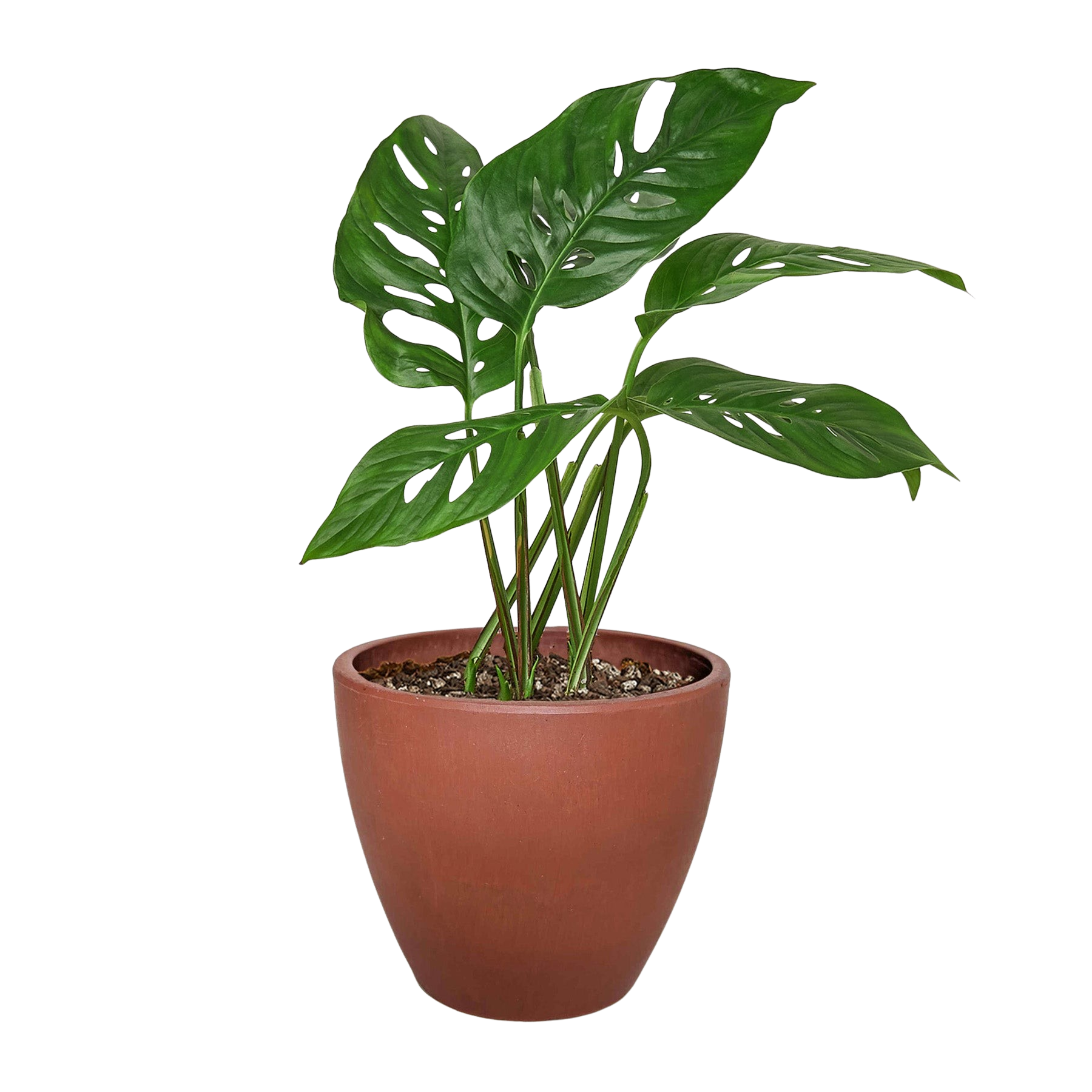 Monstera Adansonii Swiss Cheese plant in 6-inch nursery pot with green perforated leaves on Tampa Home & Garden Store