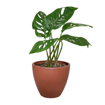 Monstera Adansonii Swiss Cheese plant by Rooted Treasures Farms in terracotta pot with holes on Tampa Home & Garden Store