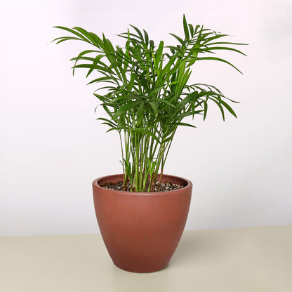 Terracotta pot housing a tall palm-like house plant with slender green fronds on Tampa Home & Garden Store