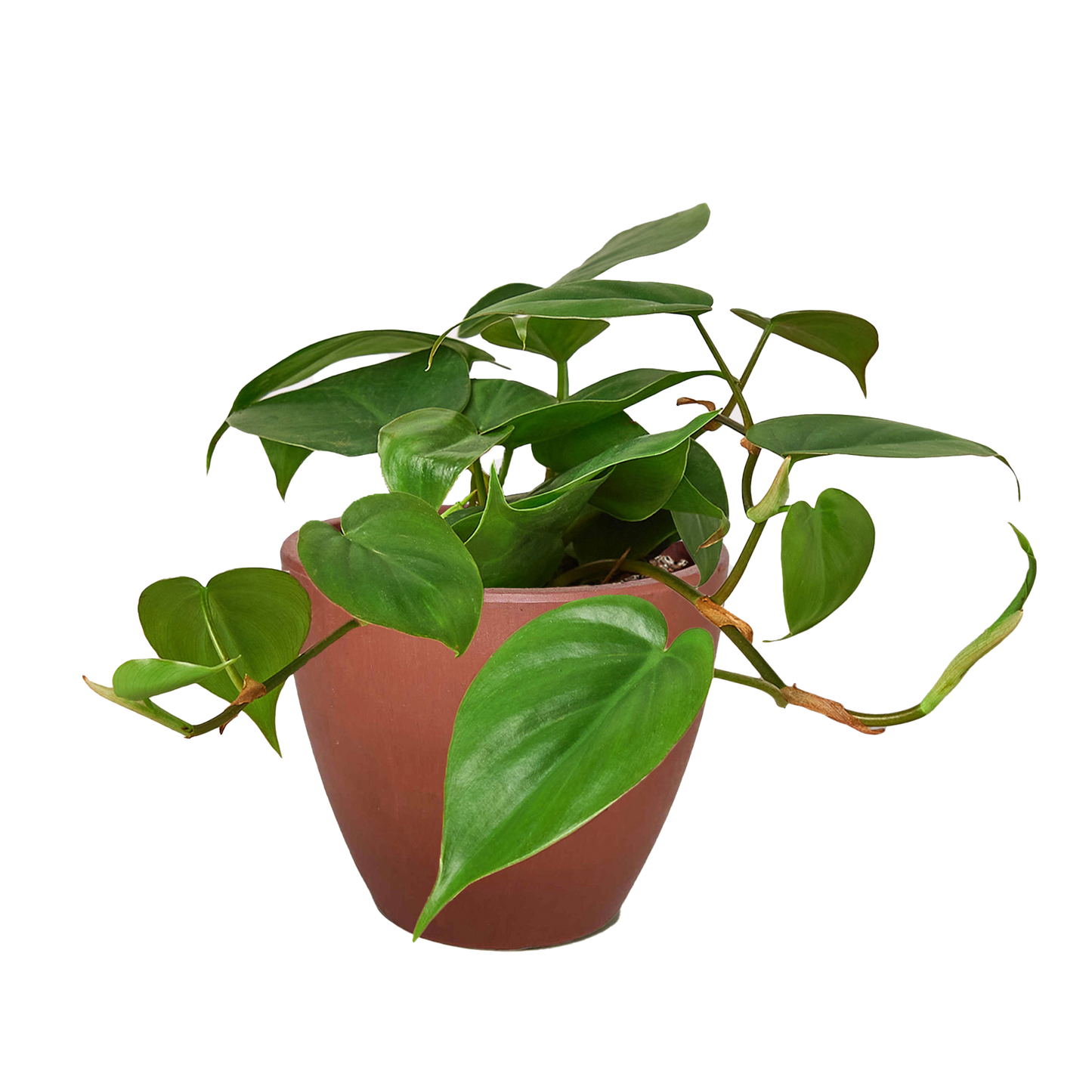 Philodendron Cordatum indoor plant trailing glossy green leaves Rooted Treasures Farms on Tampa Home & Garden Store