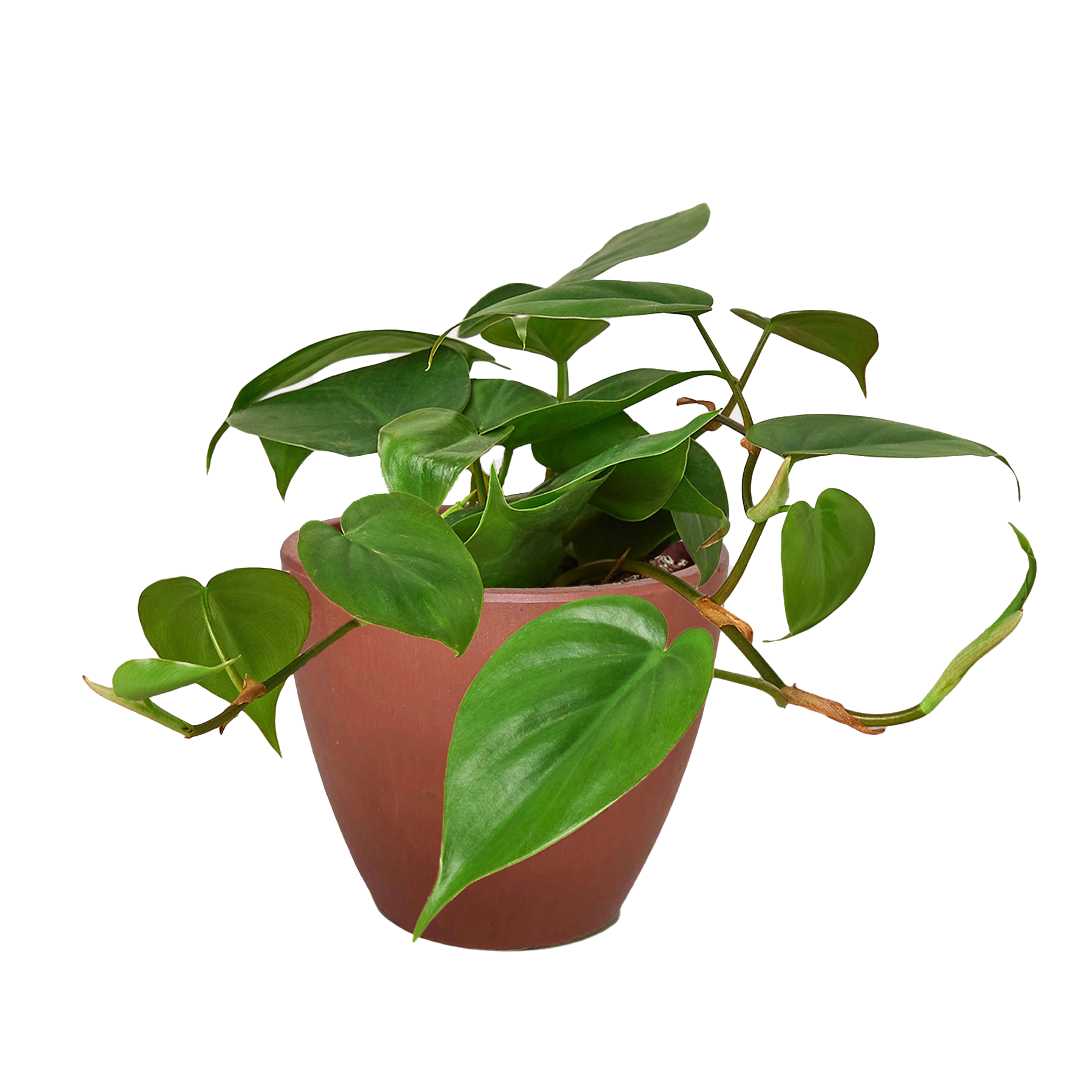 Philodendron Cordatum indoor plant trailing glossy green leaves Rooted Treasures Farms on Tampa Home & Garden Store