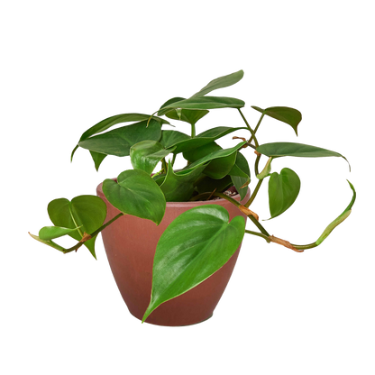 Philodendron Cordatum indoor plant trailing glossy green leaves Rooted Treasures Farms on Tampa Home & Garden Store