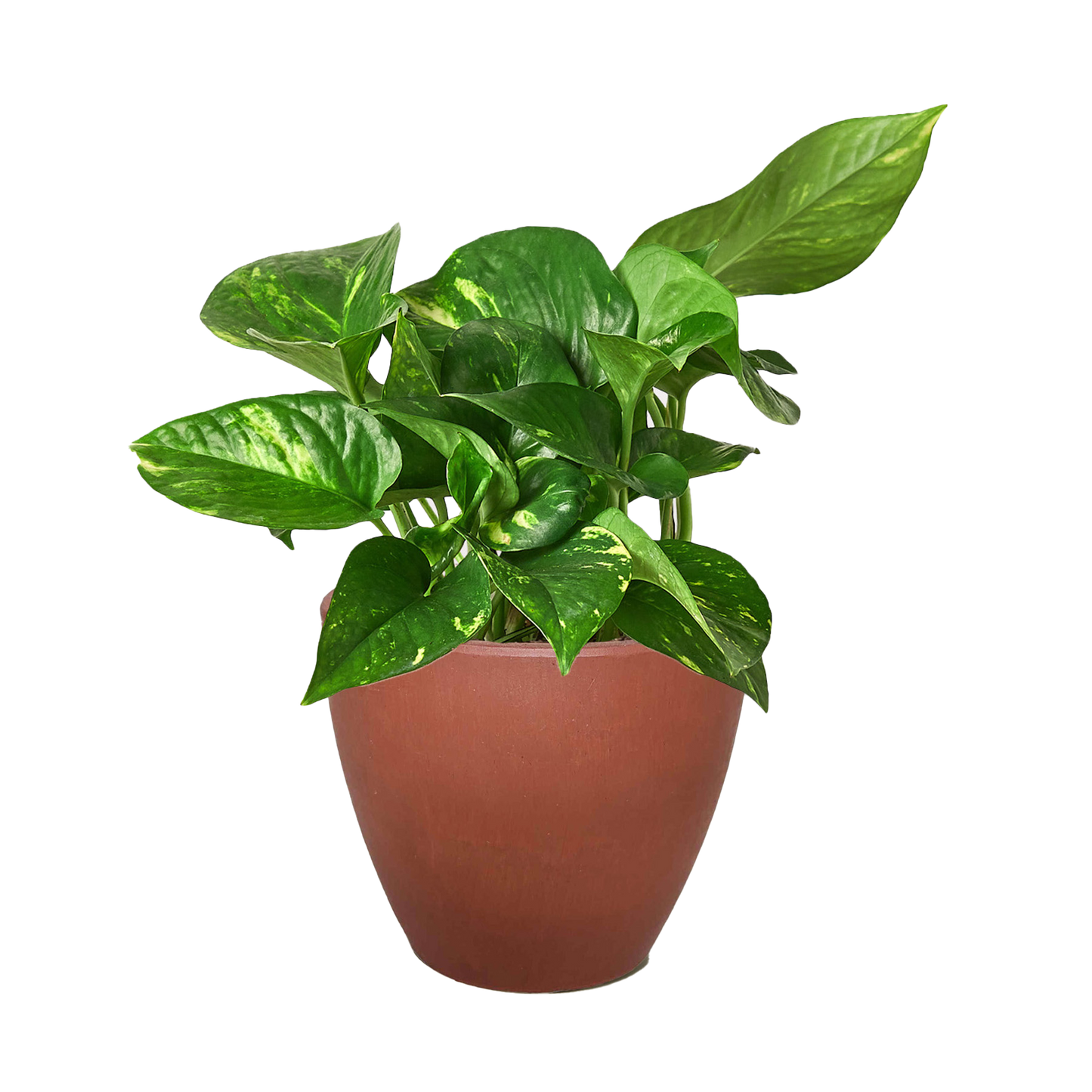 Pothos Golden indoor plant in terracotta pot with variegated leaves on Tampa Home & Garden Store