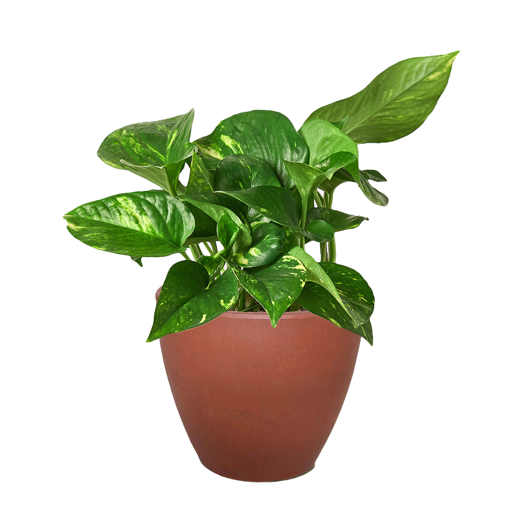 Pothos Golden indoor plant in terracotta pot with variegated leaves on Tampa Home & Garden Store