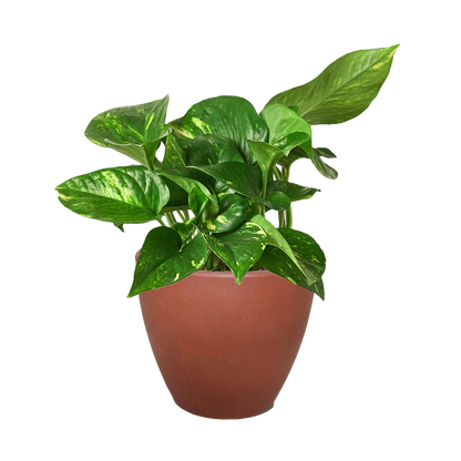 Pothos Golden indoor plant in terracotta pot with variegated leaves on Tampa Home & Garden Store
