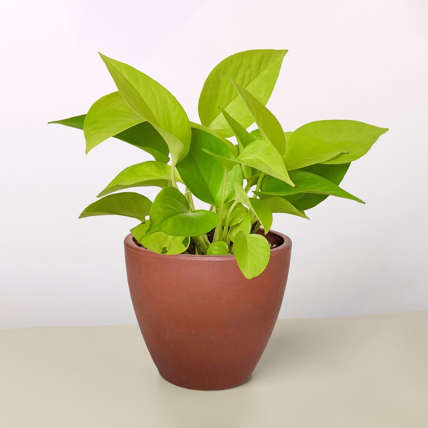 Pothos Neon indoor plant in a terracotta pot with bright green leaves Rooted Treasures Farms on Tampa Home & Garden Store