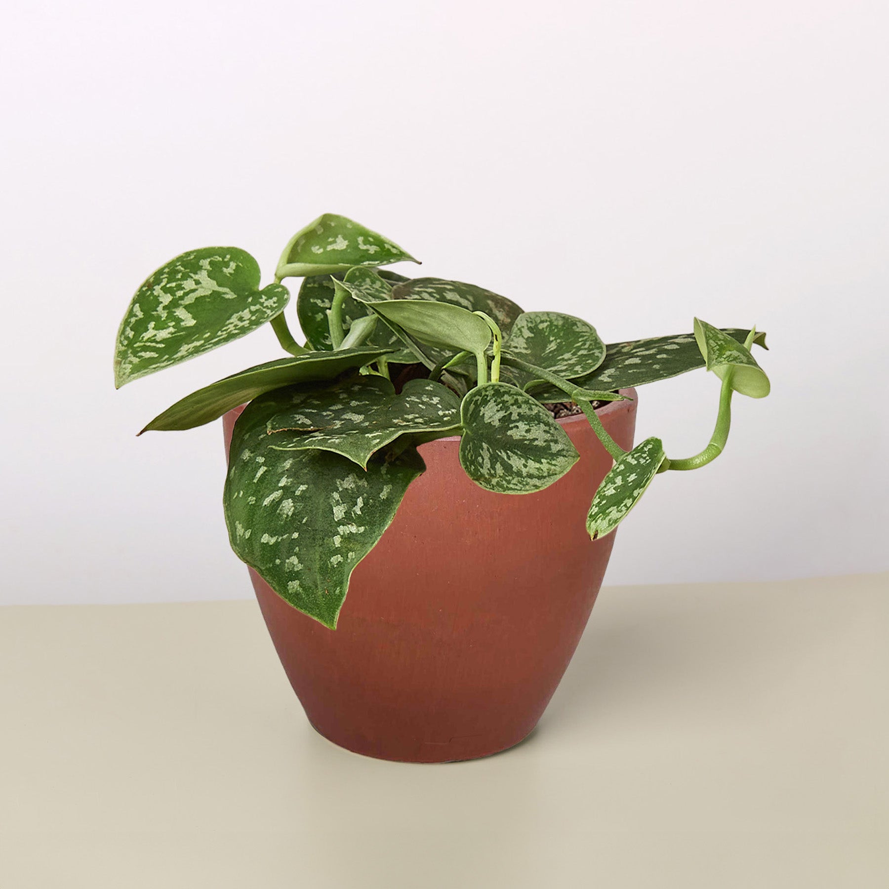 Pothos Satin indoor plant with variegated green leaves and silver speckles in a terracotta pot on Tampa Home & Garden Store