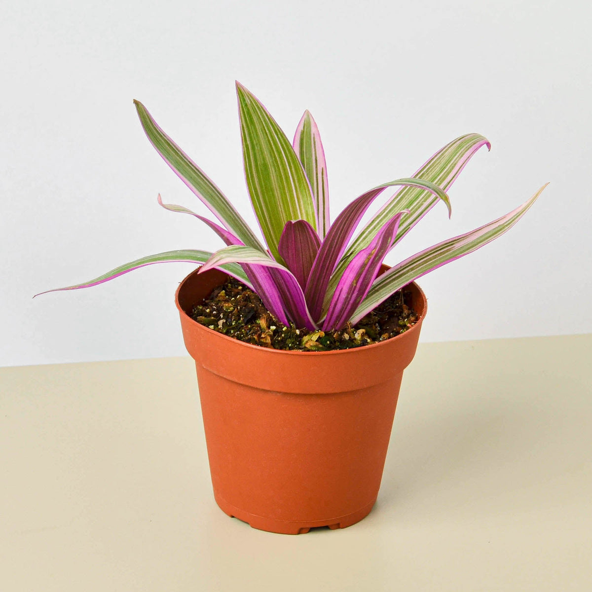 Tradescantia Oyster Plant indoor plant with pink-green variegated leaves in a terracotta pot on Tampa Home & Garden Store