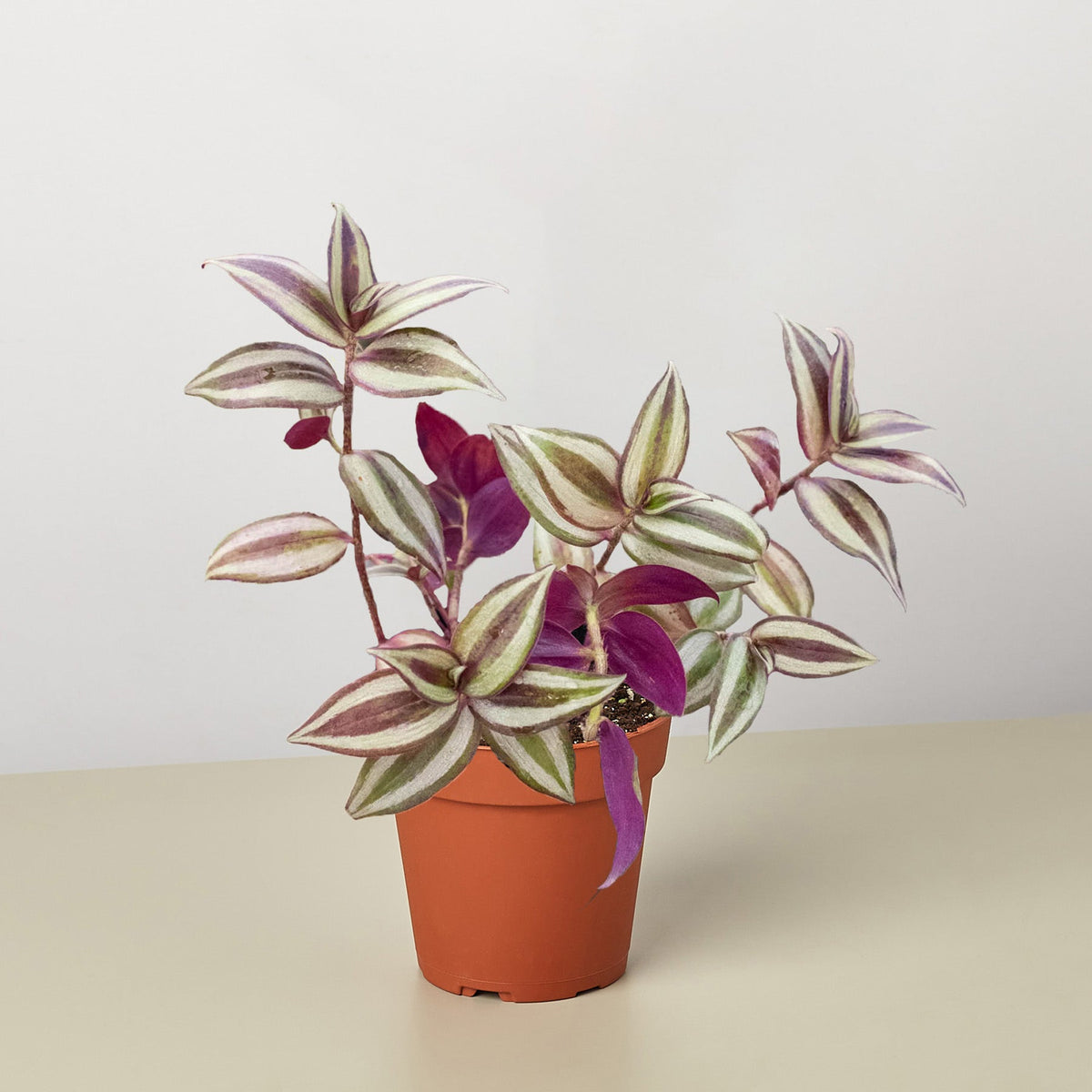 Tradescantia Zebrina Wandering Dude plant with variegated leaves and purple underside in pot on Tampa Home & Garden Store