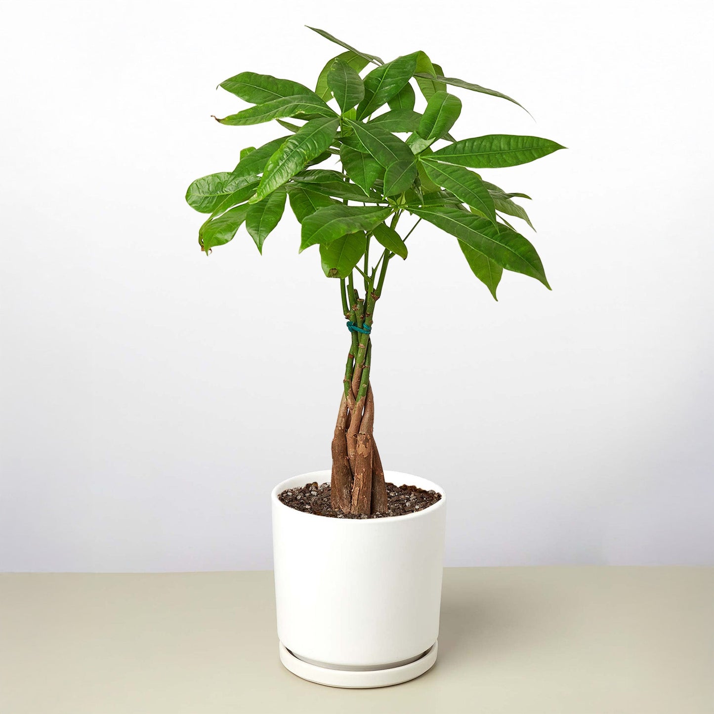 Money Tree Pachira Braid indoor plant with braided trunk and green leaves in white pot on Tampa Home & Garden Store