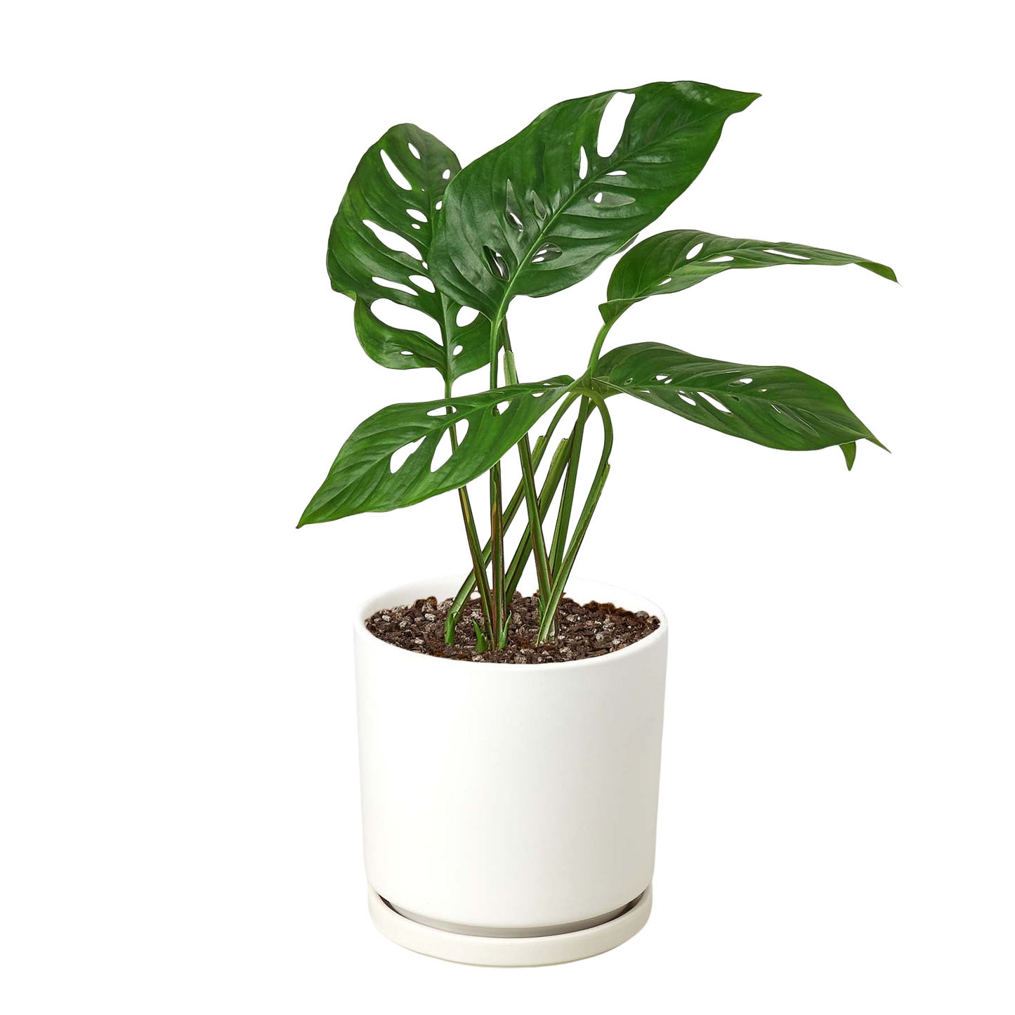 Monstera Adansonii Swiss Cheese plant, 6-inch nursery pot with fenestrated leaves in white pot on Tampa Home & Garden Store