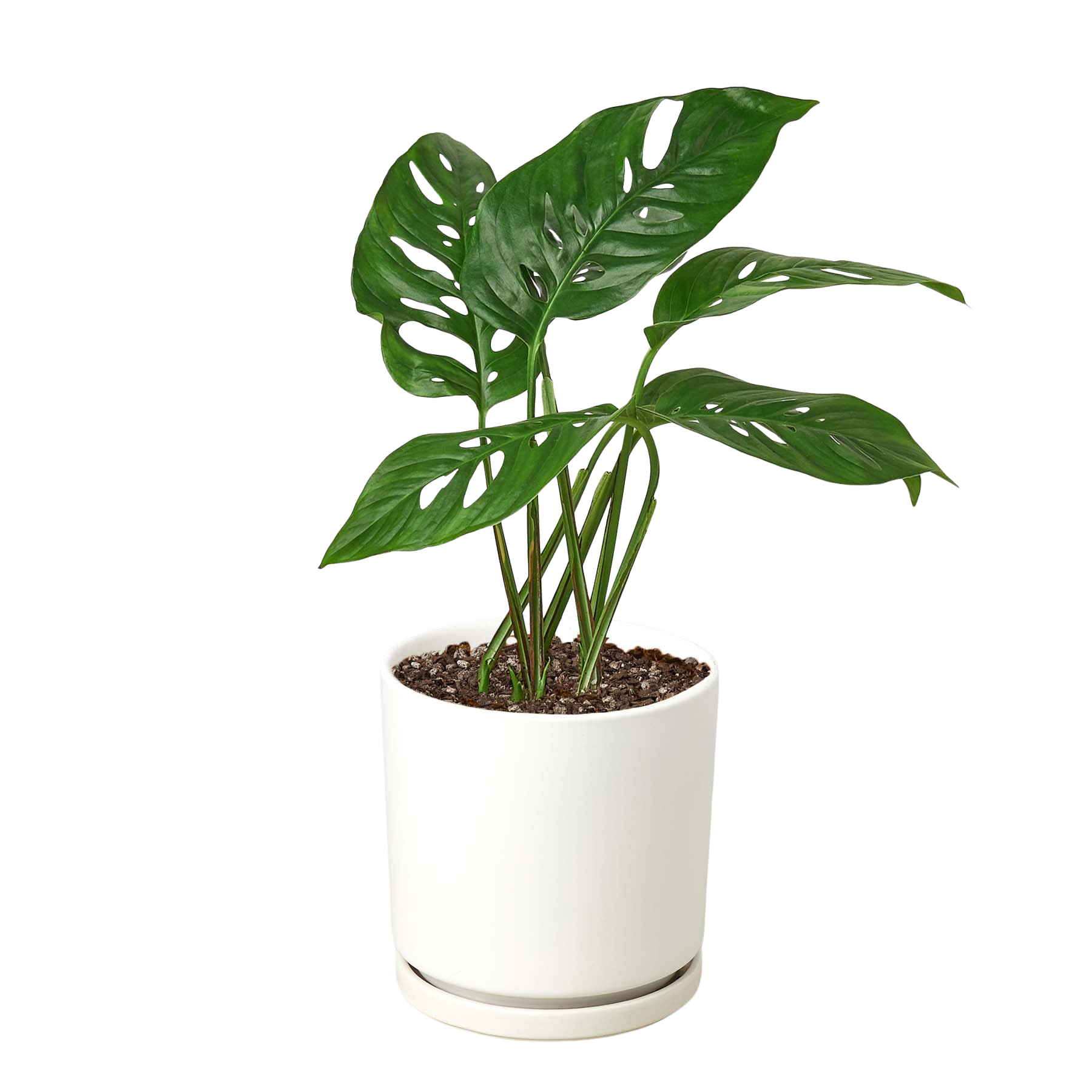 Monstera Adansonii Swiss Cheese plant, 6-inch nursery pot with fenestrated leaves in white pot on Tampa Home & Garden Store