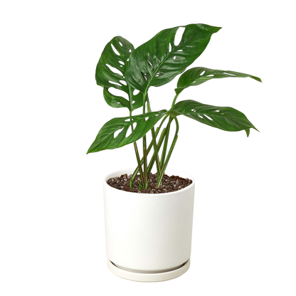 Monstera Adansonii Swiss Cheese plant, 6-inch nursery pot with fenestrated leaves in white pot on Tampa Home & Garden Store