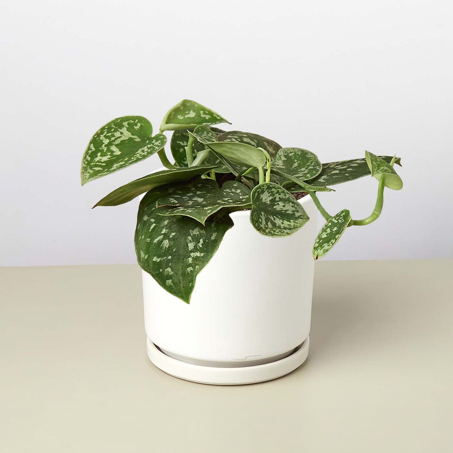 Pothos Satin indoor plant with trailing variegated green leaves in a white pot on Tampa Home & Garden Store