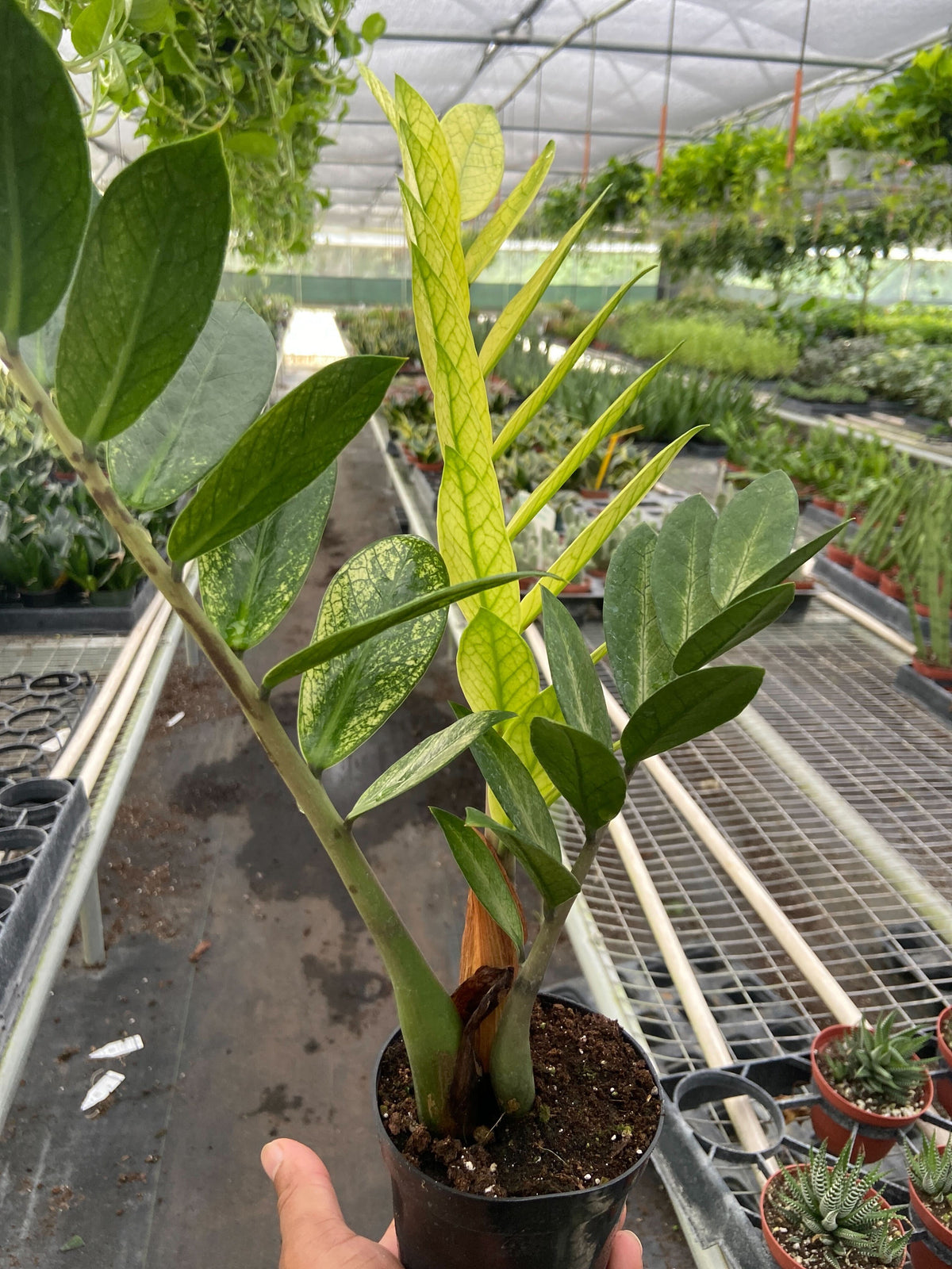 Zamioculcas Chameleon variegated ZZ plant with bright yellow-green new growth in pot on Tampa Home & Garden Store