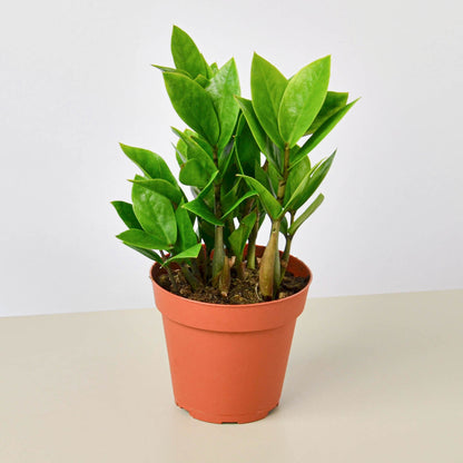 Zamioculcas Zamiifolia ZZ indoor plant with glossy green leaves in a terracotta pot on Tampa Home & Garden Store