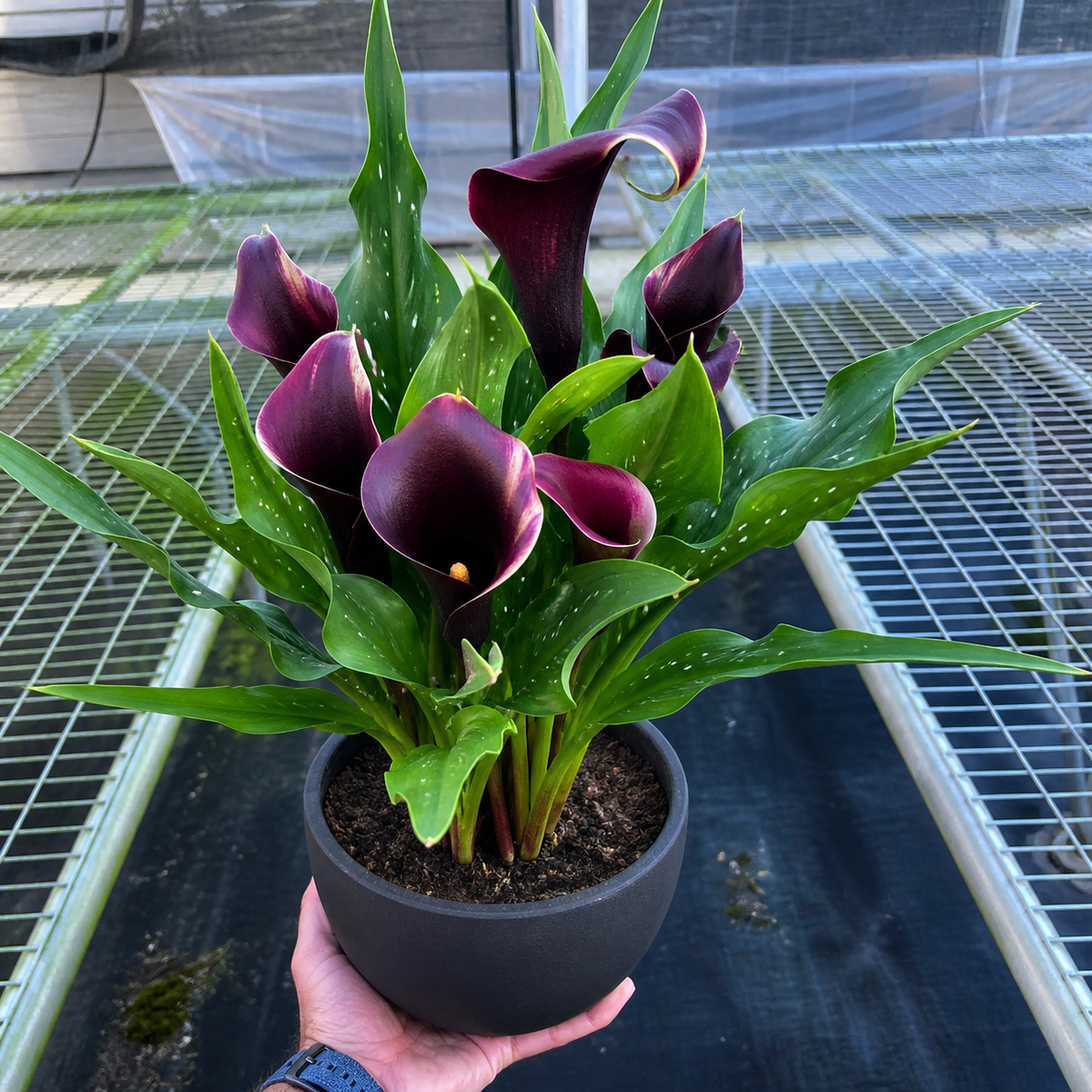 Calla Lily 6-inch plant 2-pack, dark purple blooms, green speckled leaves, House Plant Shop on Tampa Home & Garden Store