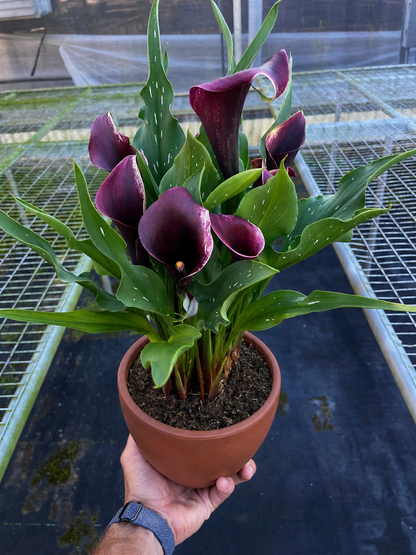Calla Lily plant with burgundy-purple blooms and green leaves in a 6in terracotta pot on Tampa Home & Garden Store