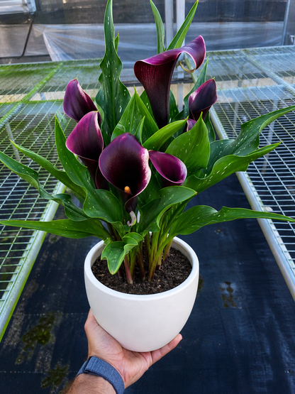 Calla Lily plant with deep purple blooms and glossy green leaves in a white 6-inch pot on Tampa Home & Garden Store