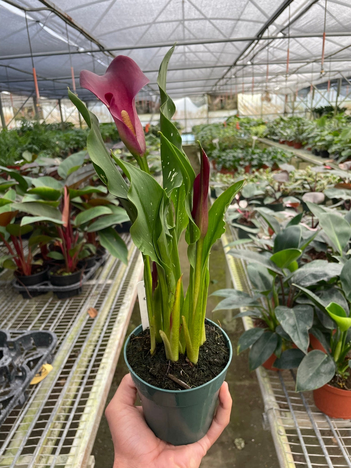 Calla Lily 6 inch plant in pot, pink bloom, tall green leaves, 2-pack on Tampa Home & Garden Store