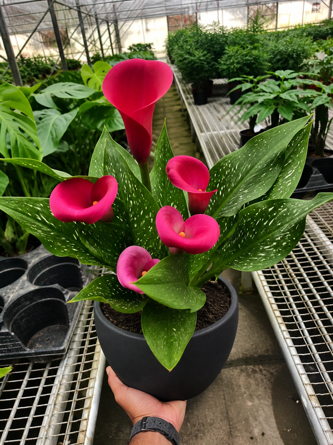Calla Lily 6in plant in black pot with vivid pink spathes and speckled green leaves on Tampa Home & Garden Store
