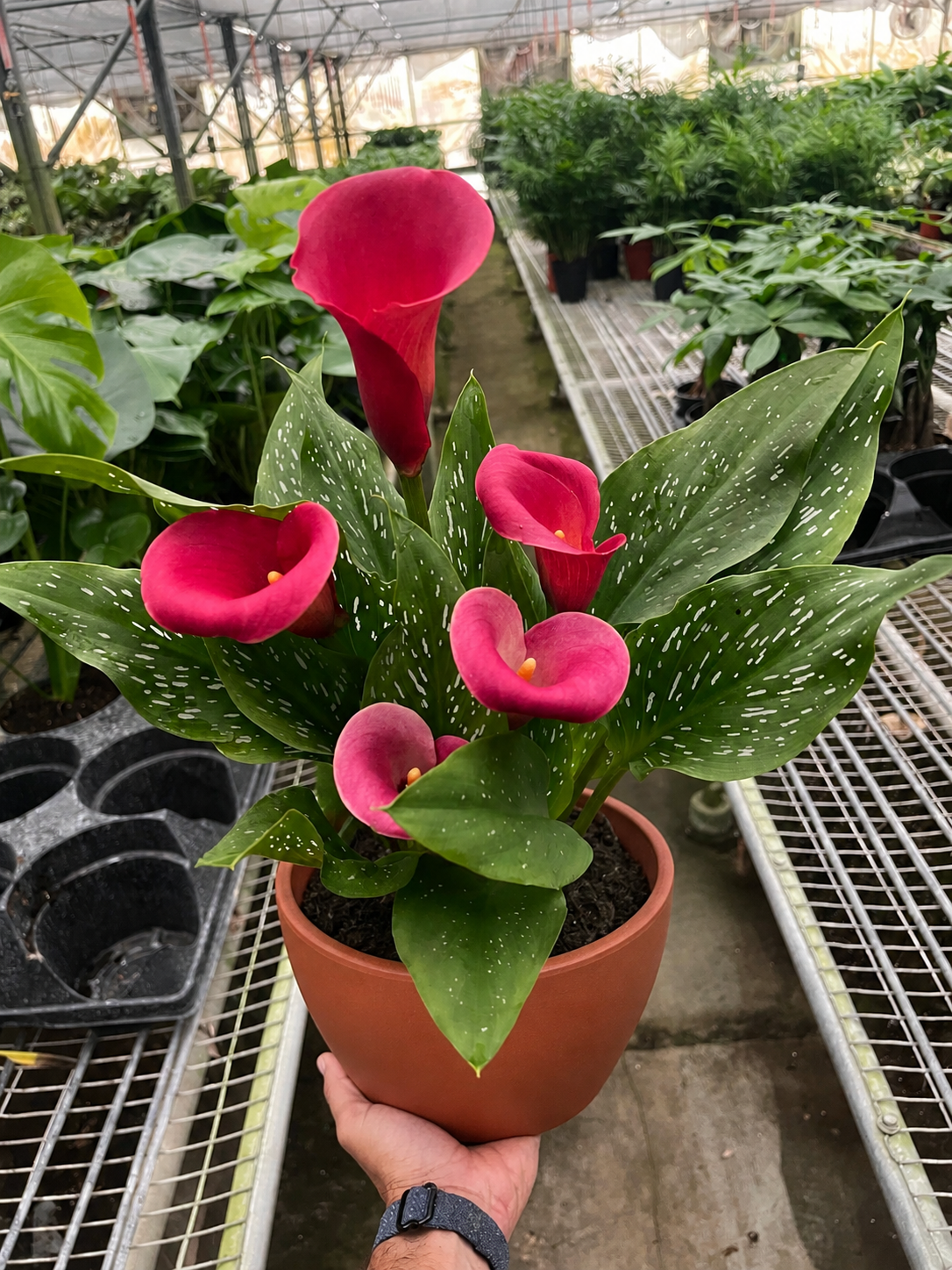 Calla Lily 6in plant with pink spathes and speckled leaves in pot House Plant Shop on Tampa Home & Garden Store