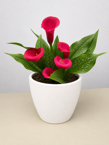 Calla Lily plant with pink blooms and speckled leaves in a white ceramic pot by House Plant Shop on Tampa Home & Garden Store
