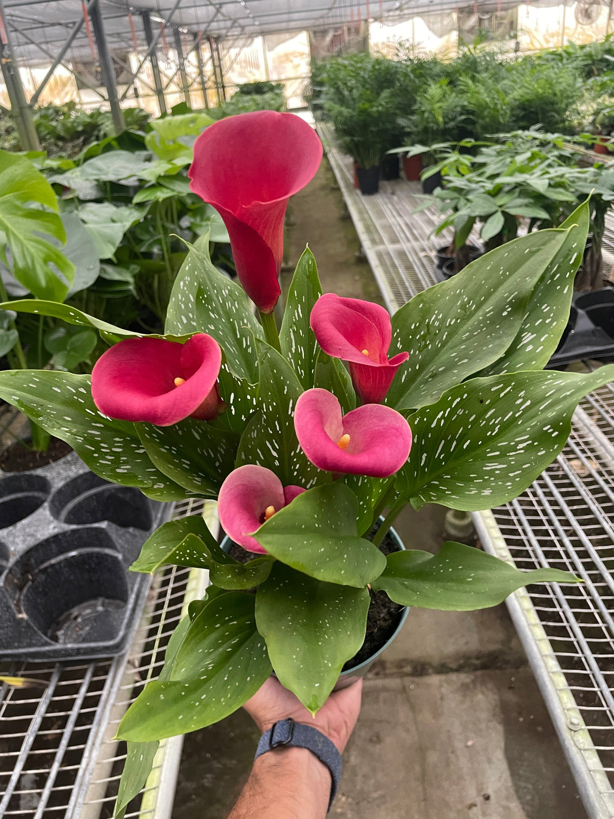 Calla Lily 6in plant pink spathes, variegated green leaves with white speckles House Plant Shop on Tampa Home & Garden Store