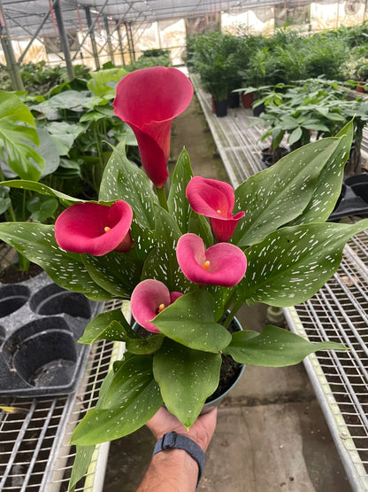 Calla Lily 6in plant pink spathes, variegated green leaves with white speckles House Plant Shop on Tampa Home & Garden Store