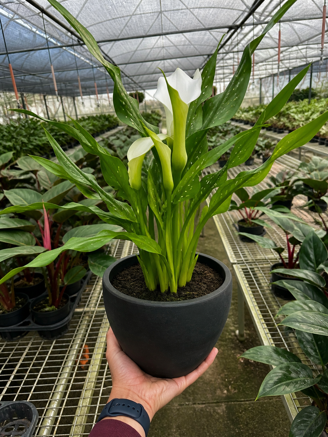 Calla Lily plant in a 6-inch black pot with white bloom and lush green leaves on Tampa Home & Garden Store