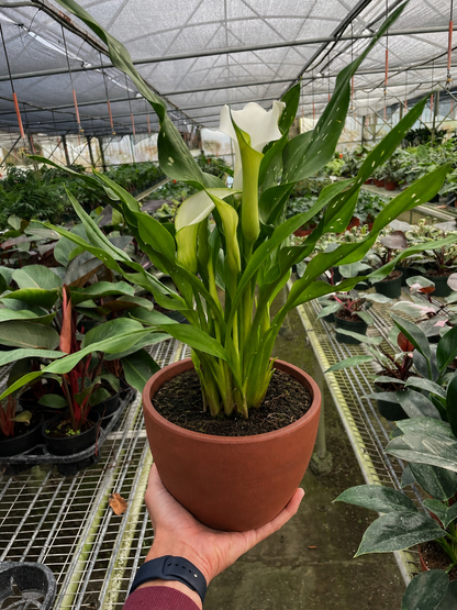 Calla Lily 6in plant in terracotta pot with white bloom on Tampa Home & Garden Store