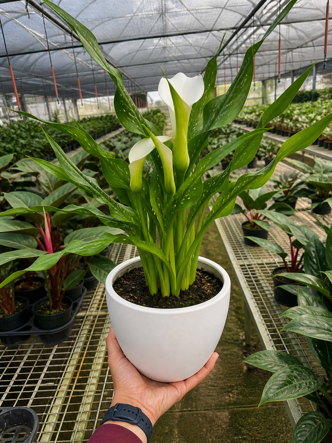 Calla Lily 6-inch plant with white bloom in white pot and speckled green leaves on Tampa Home & Garden Store