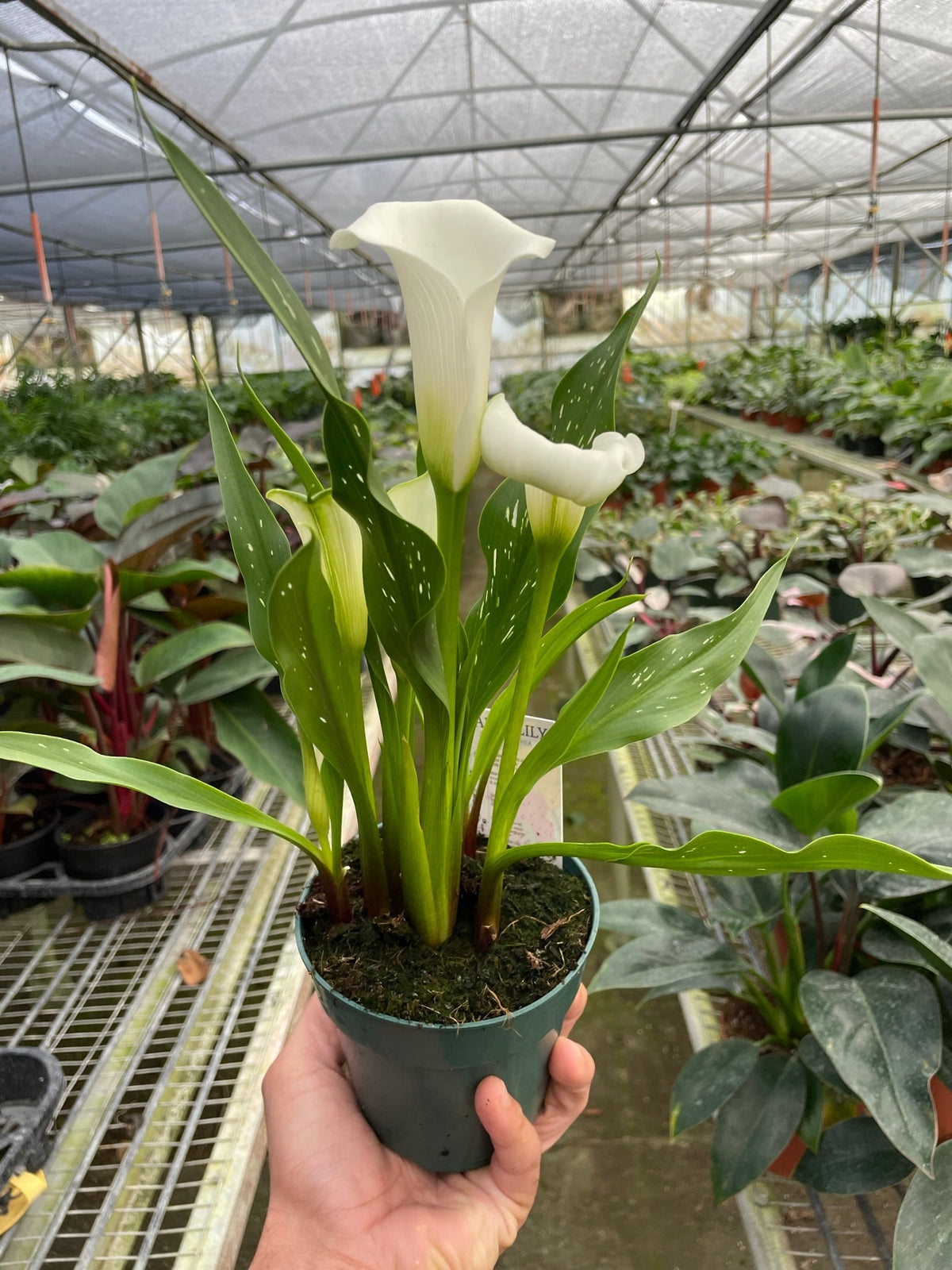 Calla Lily 6in plant in pot with white bloom and green leaves on Tampa Home & Garden Store
