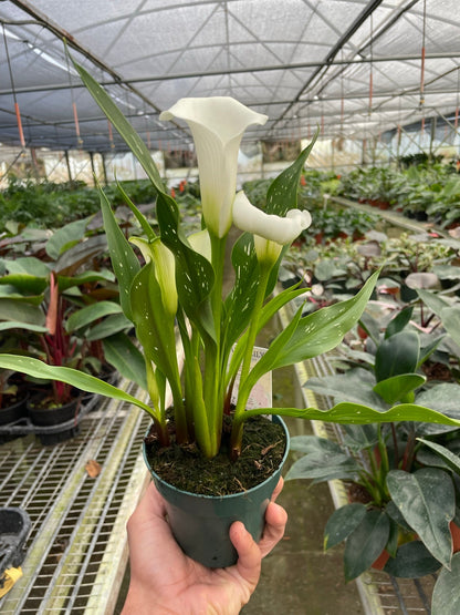 Calla Lily 6in plant in pot with white bloom and green leaves on Tampa Home & Garden Store