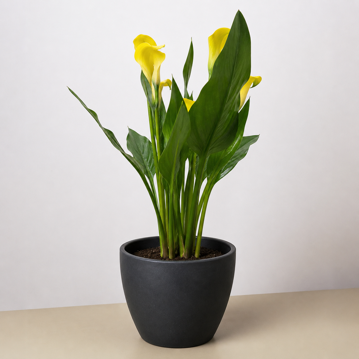 Calla Lily 6in plant with yellow blooms and glossy green leaves in a dark gray ceramic pot on Tampa Home & Garden Store