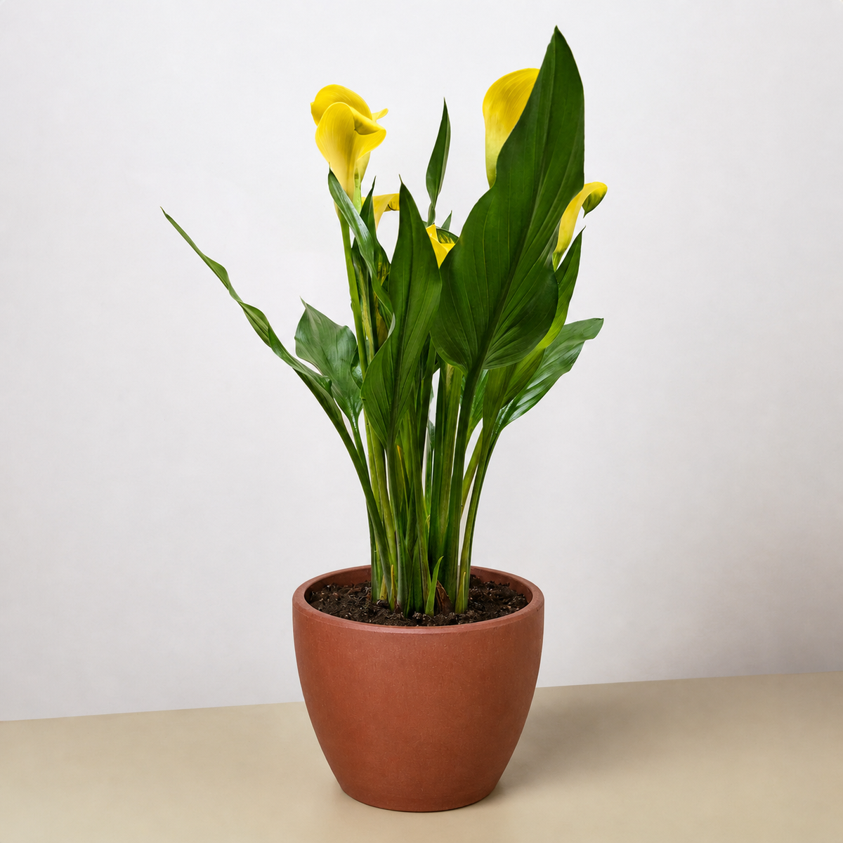 Calla Lily 6in plant with yellow blooms and glossy green leaves in terracotta pot on Tampa Home & Garden Store